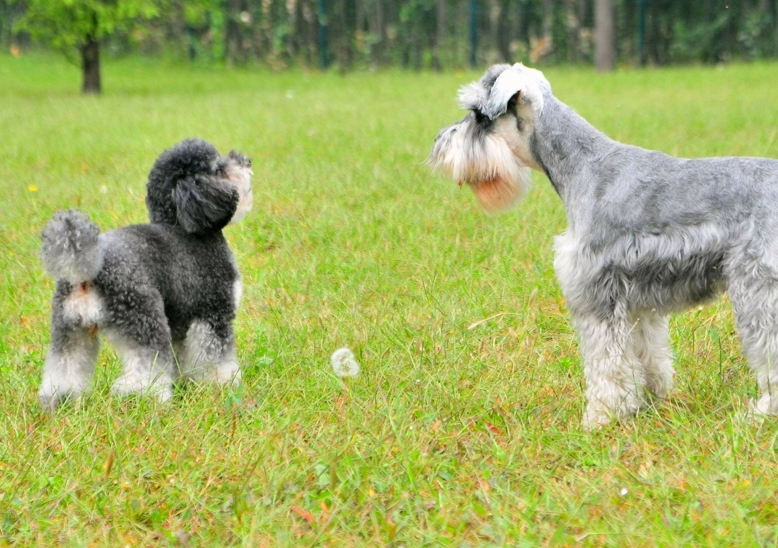 小奶狗多大能洗澡