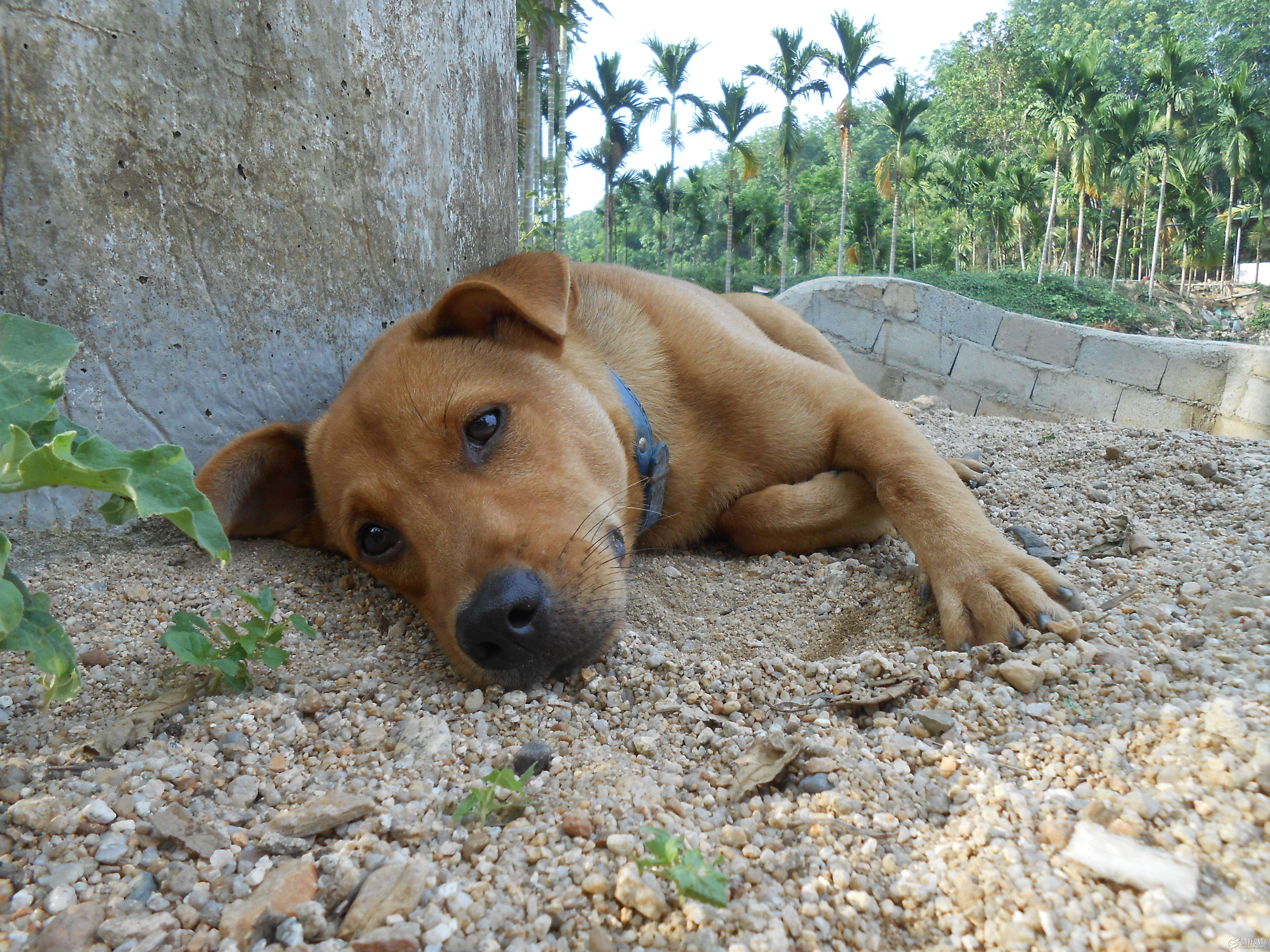 土狗有哪些优点