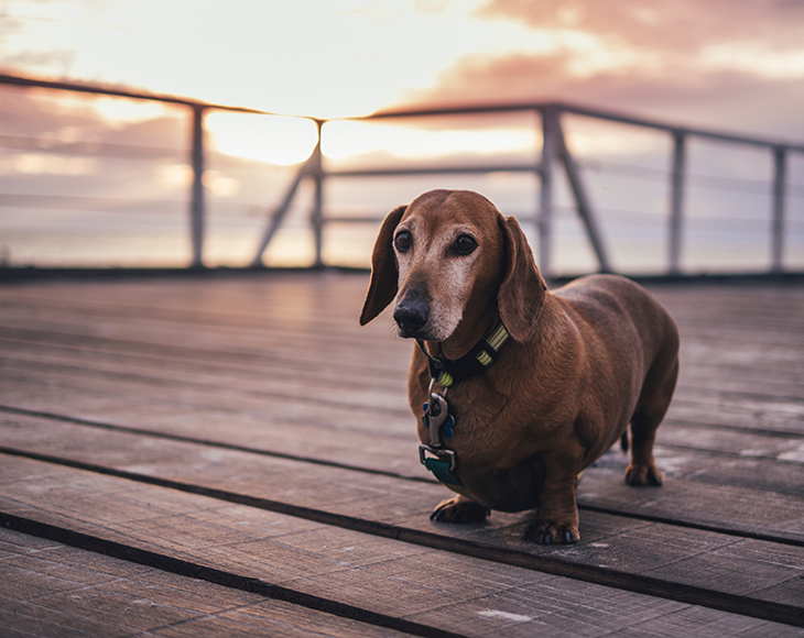 狗狗能不能吃巧克力