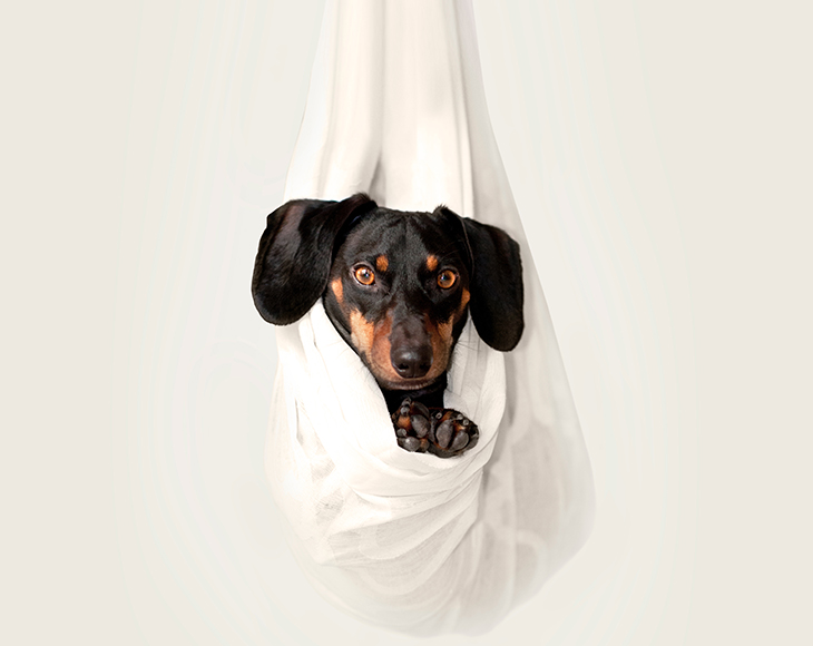 狗狗能吃鸡胸肉吗