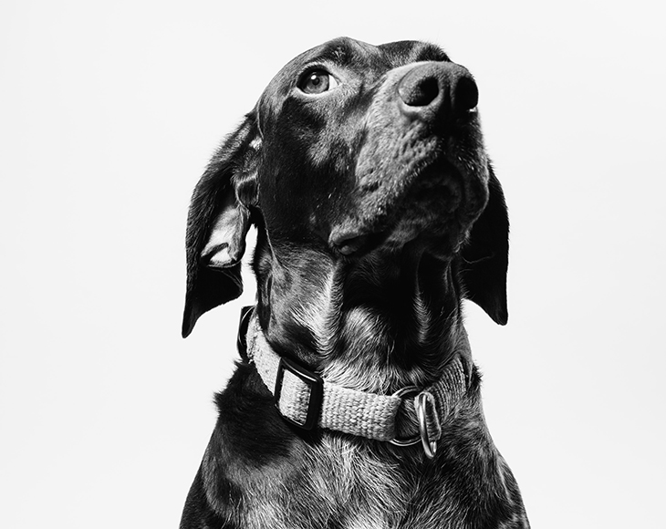 狗狗能吃西梅吗