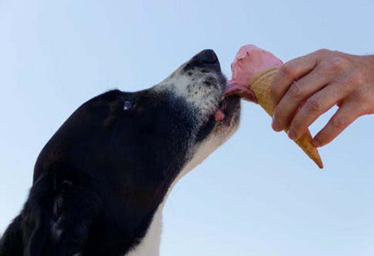 狗狗能吃鱼籽吗