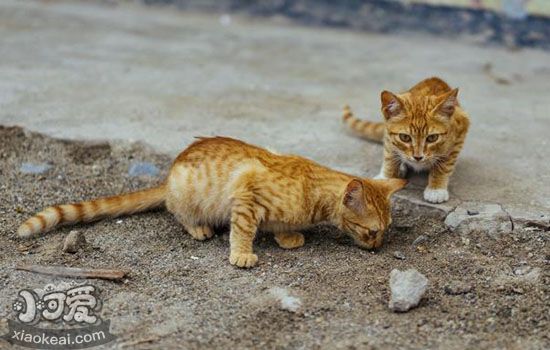 猫吃蟑螂怎么办