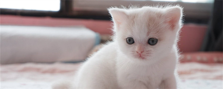 猫咪胎盘怎么处理