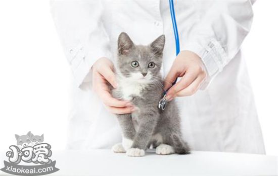 貓沒打疫苗可以絕育嗎
