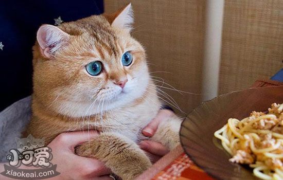 猫能吃生蚝吗