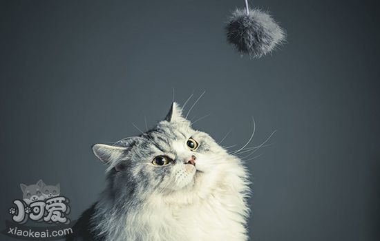 猫配种打架怎么办