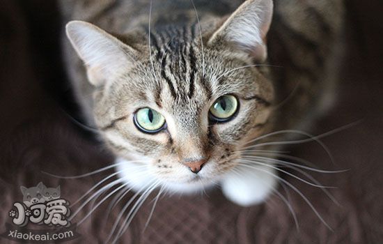 猫配种打架怎么办