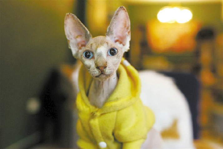 猫为什么喜欢闻狐臭