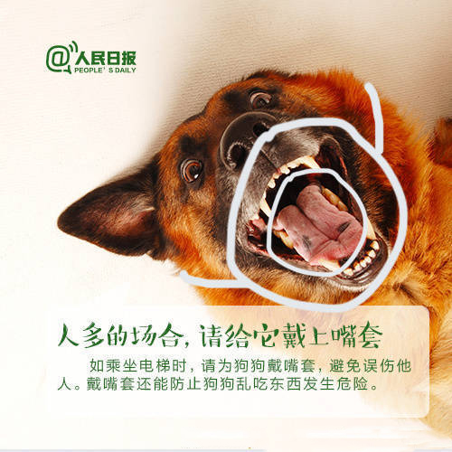 爱狗的你注意啦！养犬不束链伤及路人，犬主被判赔偿近10万