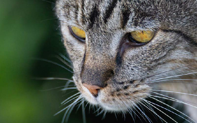 猫呼吸声很重好像鼻塞