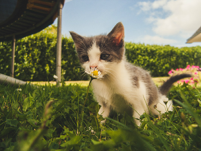 猫呼吸声很重好像鼻塞怎么办