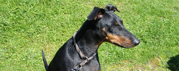 玩具曼彻斯特犬被毛怎么护理