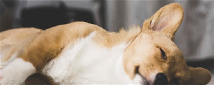 犬龟头炎和包皮炎 小可爱宠物网