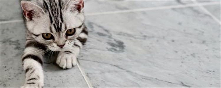 如何给猫修剪指甲 为什么要给猫修剪指甲