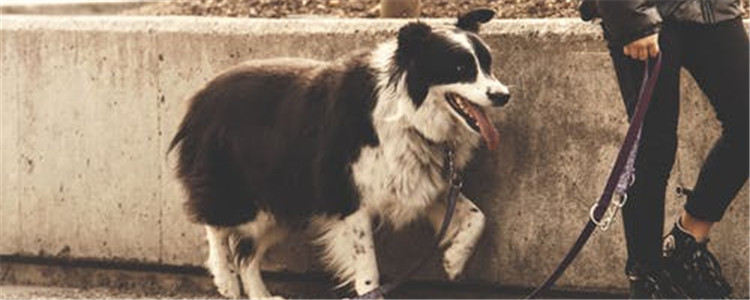 怎样预防弓形虫感染 预防的措施有哪些