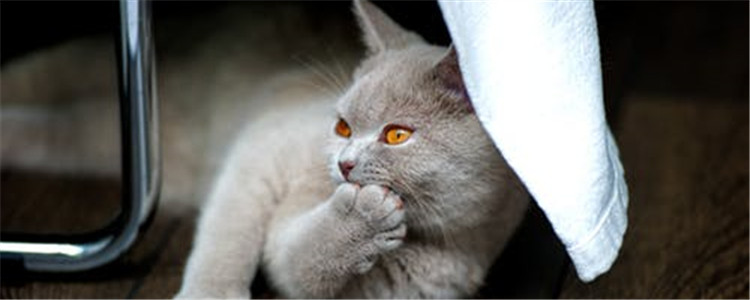 给猫剃毛好不好 有什么注意事项