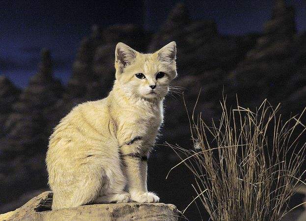 猫可以吃生鸡蛋吗 猫不能吃什么