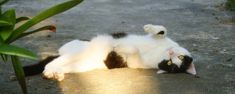 猫为什么会发出咕咕声 猫发出咕咕声是什么意思