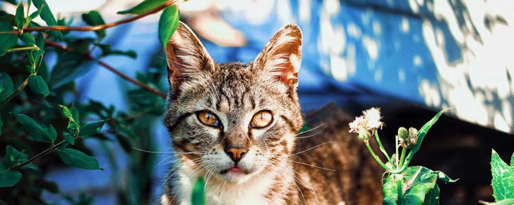 猫肠胃炎几天会自愈 猫肠胃炎的症状