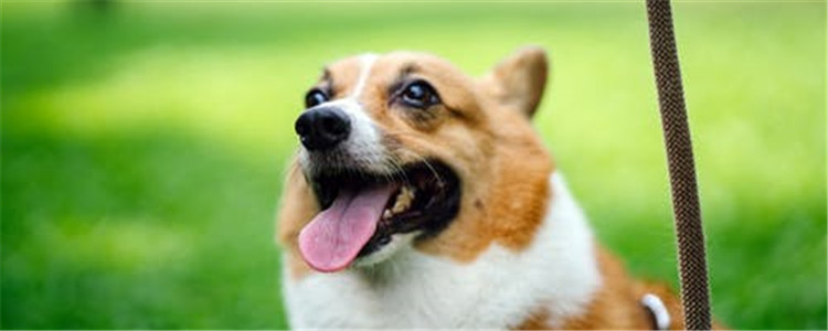 柯基品相怎么看 教你如何挑选柯基