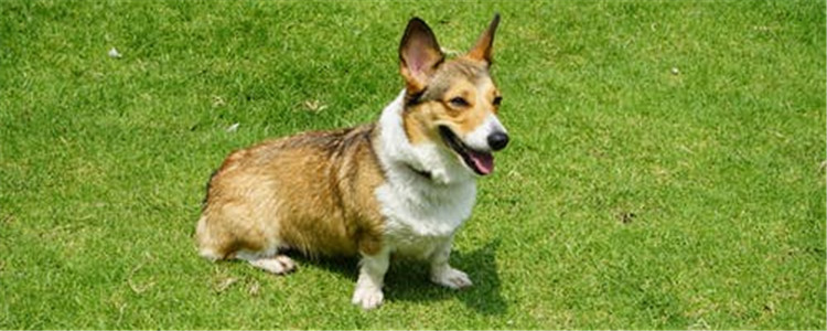 如何辅助柯基立耳 分享四个小妙招