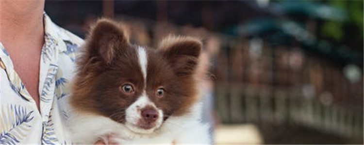 狗狗口吐白沫是怎么回事 你必须知道的四个知识点