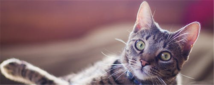 猫能吃的水果有哪些 这些水果对猫有什么好处