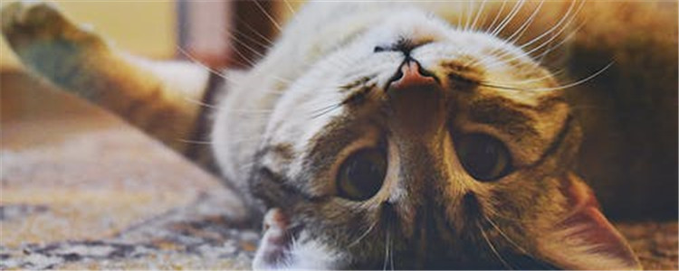 猫咪不爱喝水怎么办 如何增加猫咪的饮水量