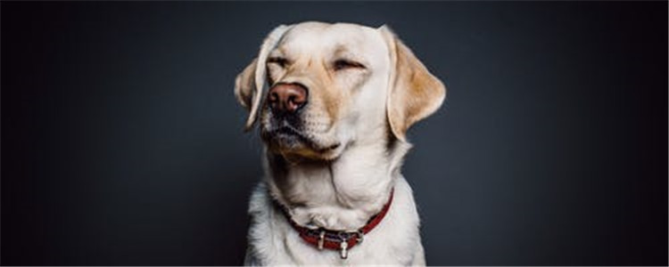 拉布拉多的缺点 看完你还敢养吗