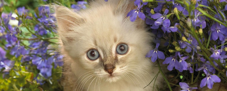 猫绦虫博来恩能驱虫么 感染绦虫该怎么办