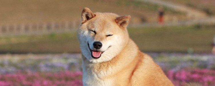 柴犬的性格 柴犬的生活习性你知道吗？