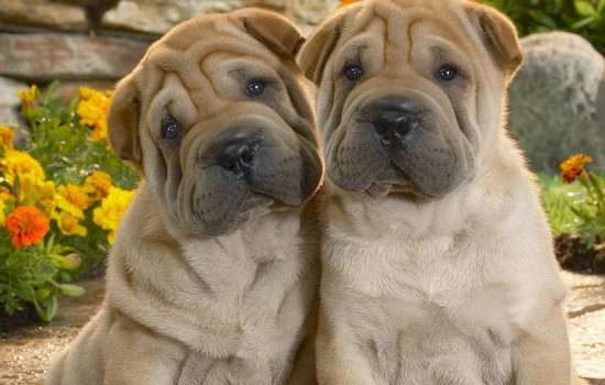 狗狗吃完饭后多久拉屎 小狗吃完饭一般多久拉屎