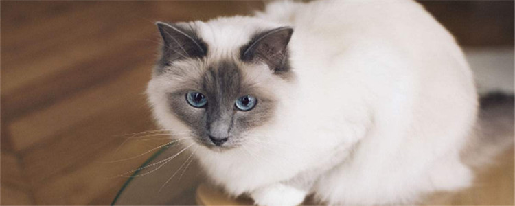 布偶猫的饮食怎么安排 喂食布偶猫有哪些注意事项