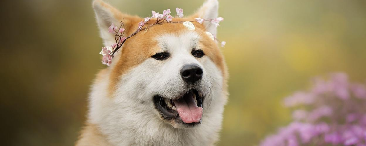 狗孤独的表现 狗在家里会孤独吗