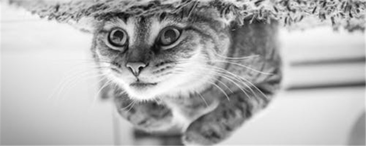 猫咪发腮需要吃什么 如何有效的帮助猫咪发腮