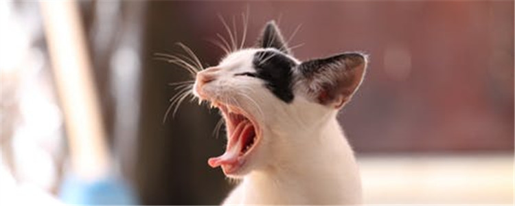 猫咪不能吃的水果有哪些 对猫咪的健康有什么影响