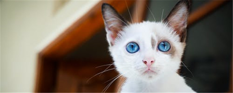 猫不能吃的食物有哪些 这些东西一定不能给猫吃