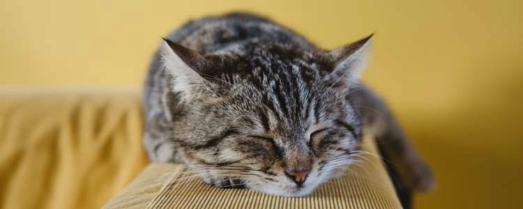 猫咪肛门泛红 猫咪肛门泛红怎么办