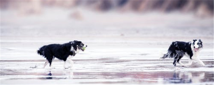 边境牧羊犬的优点是什么 为什么这么多人养