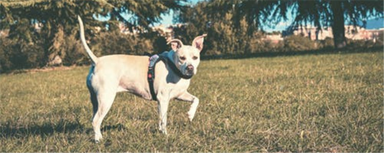 狗能喝啤酒吗 狗狗喝啤酒有哪些危害