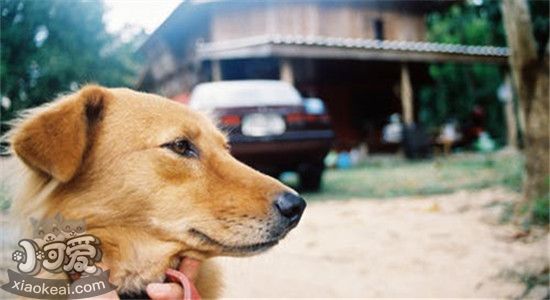 狗狗喉咙咔咔的还干呕 狗狗这样到底是怎么回事