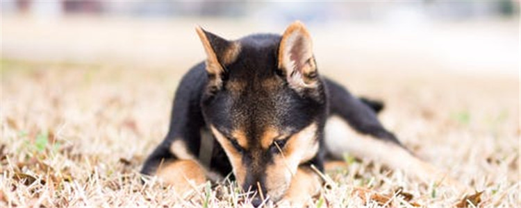 狗狗喉咙咔咔的还干呕 狗狗这样到底是怎么回事