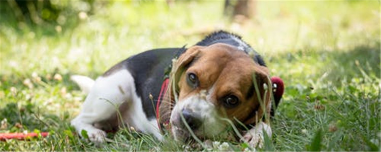 狗狗能吃菠菜吗 狗狗吃菠菜有什么好处