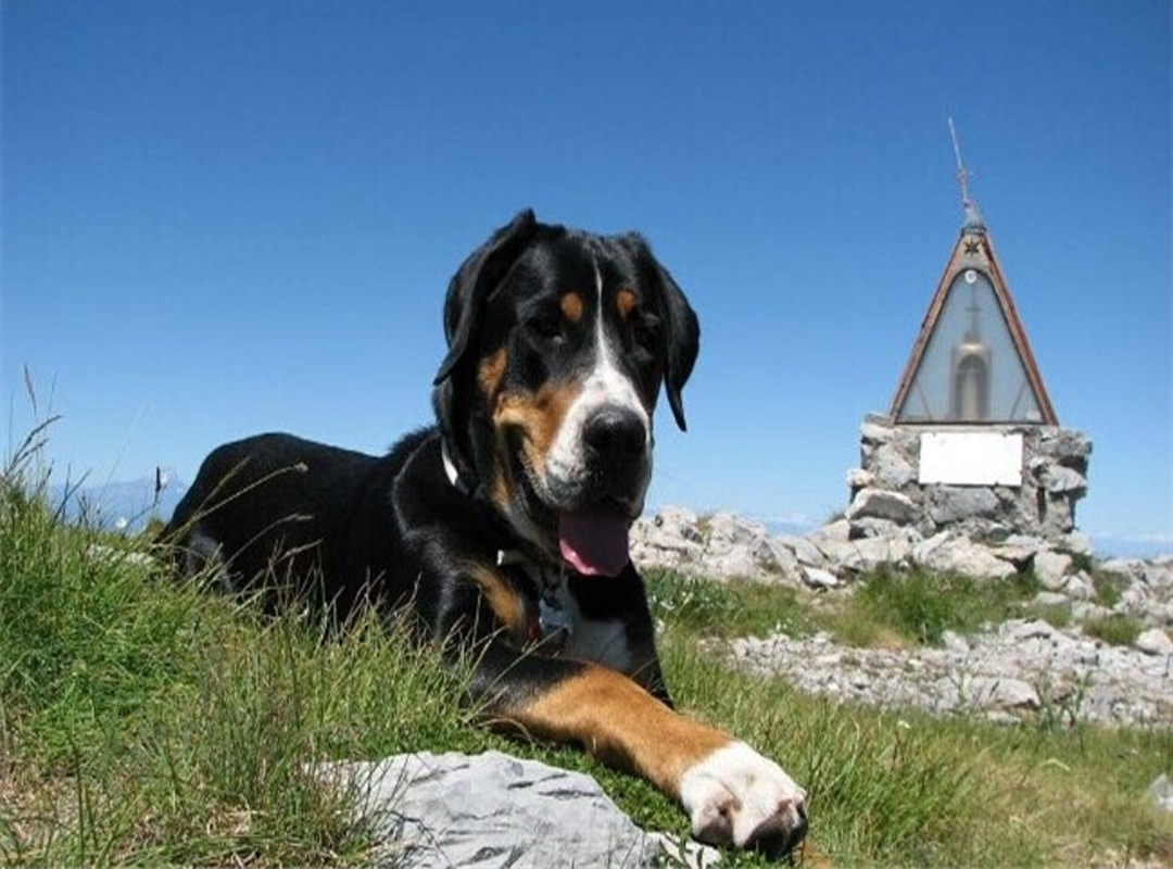 大瑞士山地犬