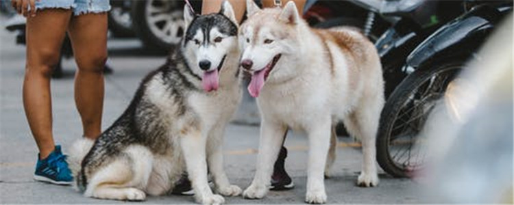 跟二哈长得很像的狗有这三种 外表虽像但不拆家