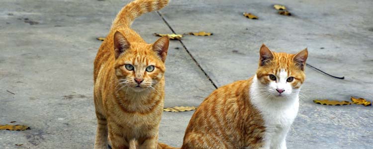猫草有什么作用 猫吃猫草可以排毛球吗