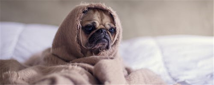 巴哥和法斗的区别 教你如何正确区分