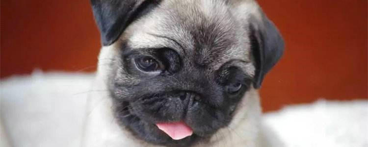 巴哥和法斗哪个臭 臭到让你怀疑人生