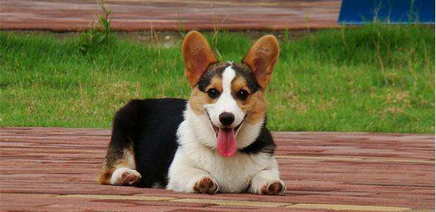 柯基是牧羊犬吗 结果让你意想不到